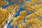 Autumn Aspen Trees And Blue Sky Near Telluride, Colorado